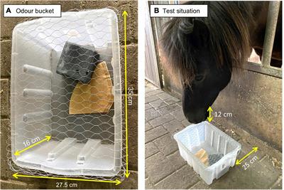 Horse odor exploration behavior is influenced by pregnancy and age